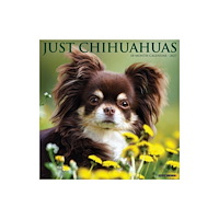 Willow Creek Press Chihuahuas 2027 Wall (häftad, eng)