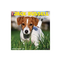 Willow Creek Press Jack Russell Puppies 2027 Wall (häftad, eng)