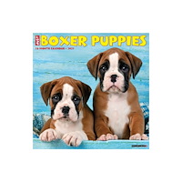 Willow Creek Press Boxer Puppies 2027 Wall (häftad, eng)