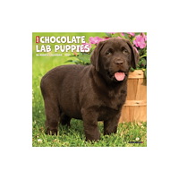 Willow Creek Press Chocolate Lab Puppies 2027 Wall (häftad, eng)