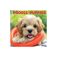 Willow Creek Press Poodle Puppies 2027 Wall (häftad, eng)