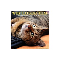 Willow Creek Press Why Cats Do That 2027 Wall (häftad, eng)