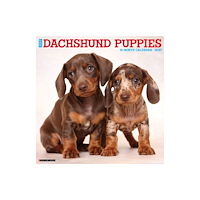 Willow Creek Press Dachshund Puppies 2027 Wall (häftad, eng)
